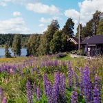 A cabin sits amidst lupine flowers by the lake